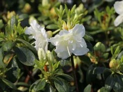 Japanische Azalee 'Schneeperle' ® -Angebote Wurzel Zeit Store japanische azalee schneeperle m003392 w 1