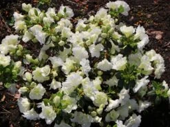 Japanische Azalee 'Schneeperle' ® -Angebote Wurzel Zeit Store japanische azalee schneeperle m003392 w 3