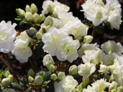 Japanische Azalee 'Schneeperle' ® -Angebote Wurzel Zeit Store japanische azalee schneeperle m003392 w 4