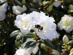 Japanische Azalee 'Schneeperle' ® -Angebote Wurzel Zeit Store japanische azalee schneeperle m003392 w 5