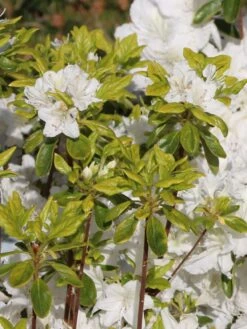 Japanische Azalee 'Schneesturm' -Angebote Wurzel Zeit Store japanische azalee schneesturm m004154 w 1