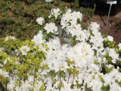 Japanische Azalee 'Schneesturm' -Angebote Wurzel Zeit Store japanische azalee schneesturm m004154 w 2