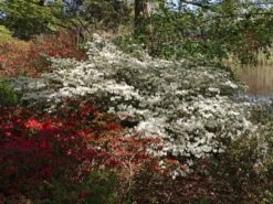 Japanische Azalee 'Schneewittchen' -Angebote Wurzel Zeit Store japanische azalee schneewittchen m006908 w 0