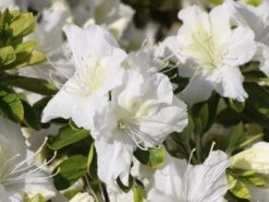 Japanische Azalee 'Schneewittchen' -Angebote Wurzel Zeit Store japanische azalee schneewittchen m006908 w 1