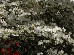 Japanische Azalee 'Schneewittchen' -Angebote Wurzel Zeit Store japanische azalee schneewittchen m006908 w 2