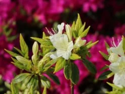 Japanische Azalee 'Schneewittchen' -Angebote Wurzel Zeit Store japanische azalee schneewittchen m006908 w 3