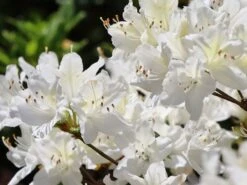 Japanische Azalee 'Schneewittchen' -Angebote Wurzel Zeit Store japanische azalee schneewittchen m006908 w 5