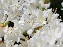 Japanische Azalee 'Schneewittchen' -Angebote Wurzel Zeit Store japanische azalee schneewittchen m006908 w 6