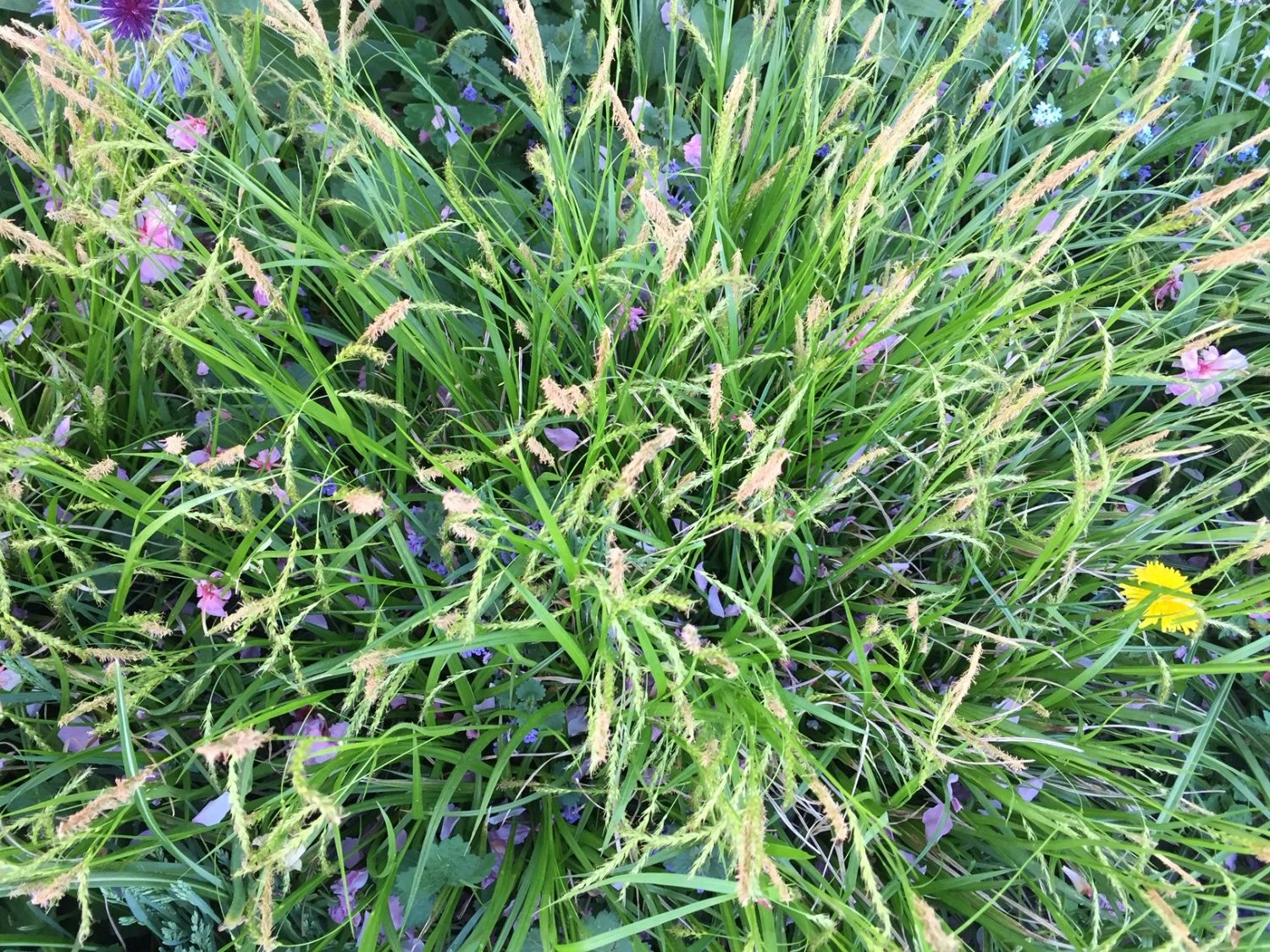 Japanische Segge 8 Japanische Segge – Bild 8