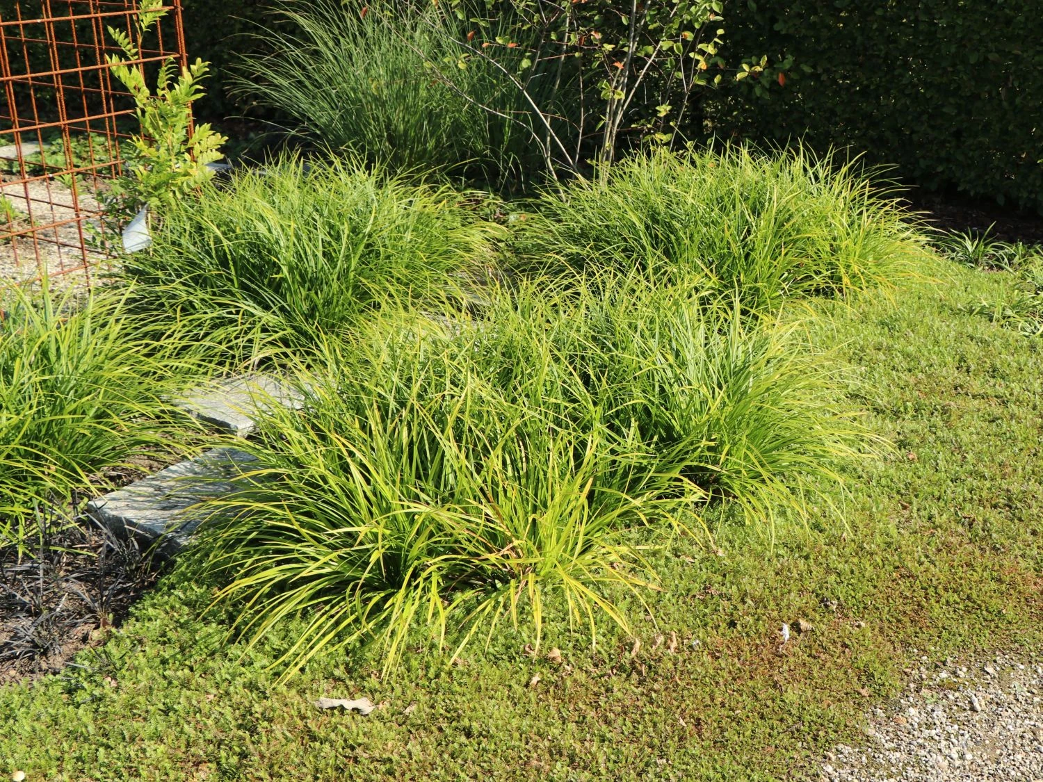 Japanische Segge 6 Japanische Segge – Bild 6