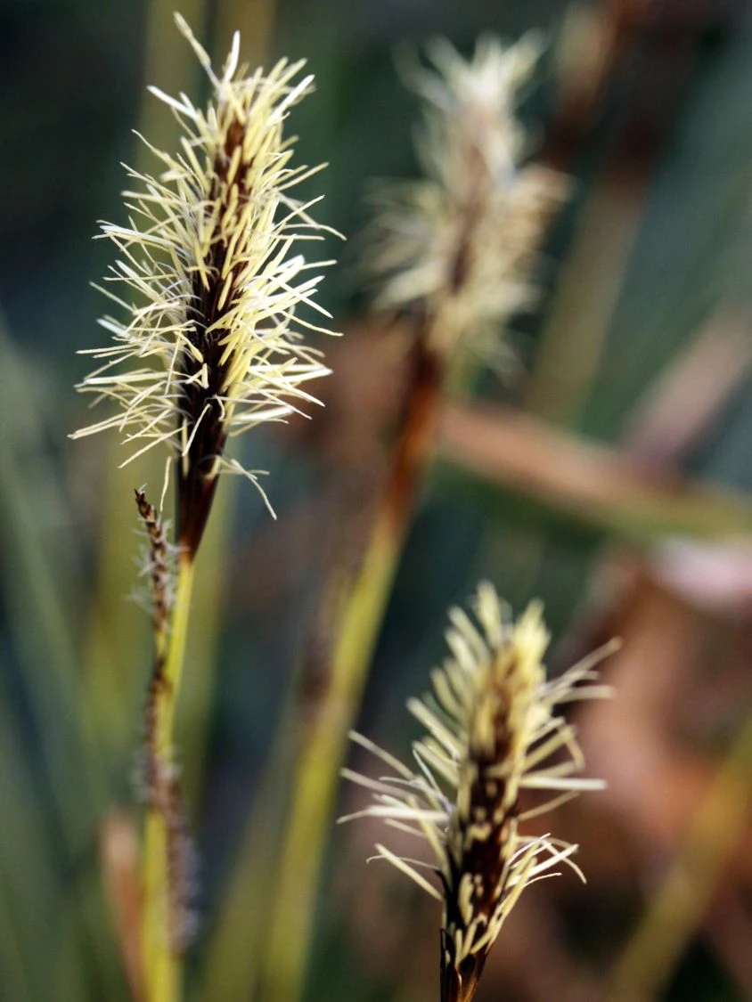 Japanische Segge 4 Japanische Segge – Bild 4