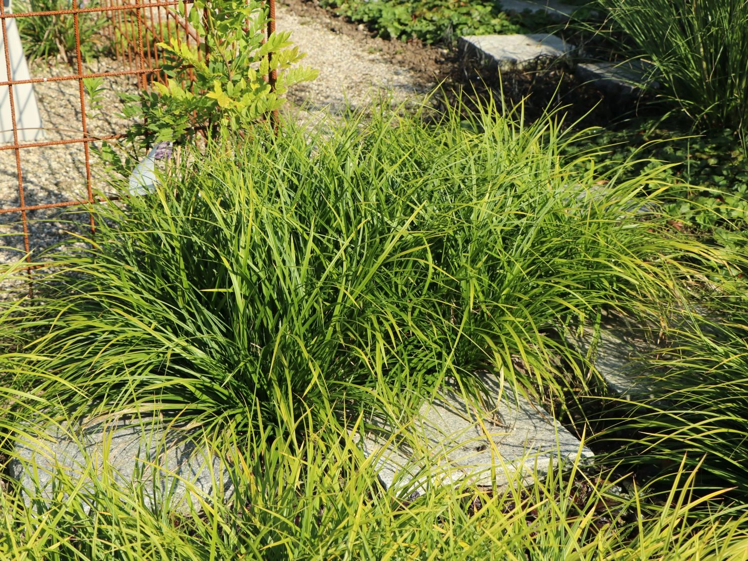 Japanische Segge 2 Japanische Segge – Bild 2