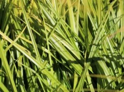 Japanische Segge 10 Japanische Segge -Angebote Wurzel Zeit Store japanische segge m074147 w 3