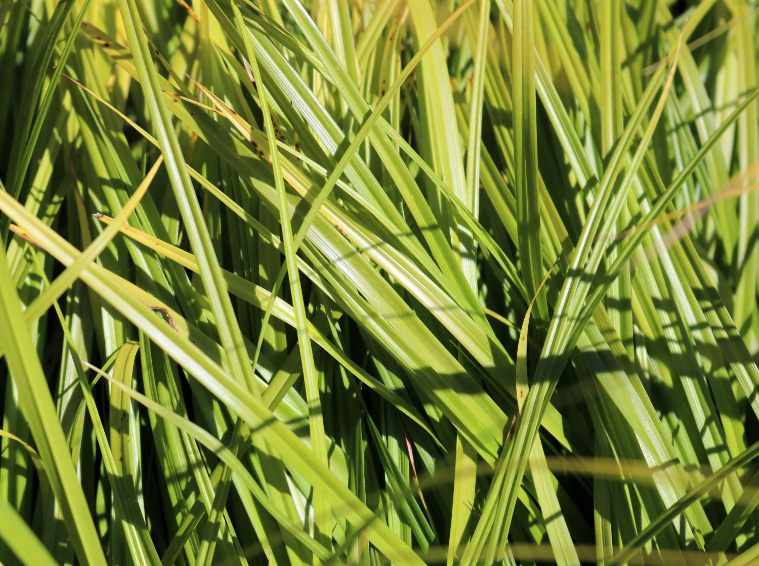 Japanische Segge 3 Japanische Segge – Bild 3
