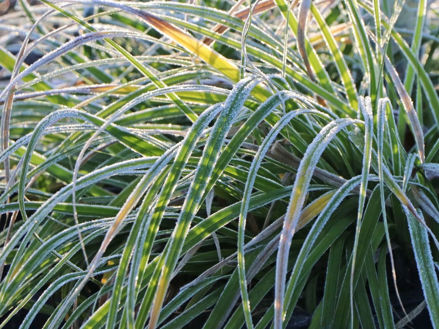 Japanische Segge 5 Japanische Segge – Bild 5