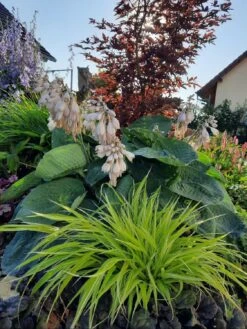 Japanisches Goldberggras 'All Gold' -Angebote Wurzel Zeit Store japanisches goldberggras all gold m085133 972418 0