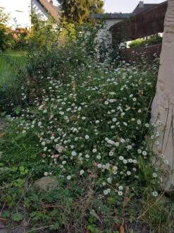 Karwinskis Feinstrahl -Angebote Wurzel Zeit Store karwinskis feinstrahl m082923 193676 1