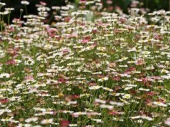 Karwinskis Feinstrahl -Angebote Wurzel Zeit Store karwinskis feinstrahl m082923 w 10