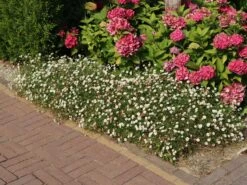 Karwinskis Feinstrahl -Angebote Wurzel Zeit Store karwinskis feinstrahl m082923 w 11