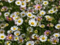 Karwinskis Feinstrahl -Angebote Wurzel Zeit Store karwinskis feinstrahl m082923 w 2