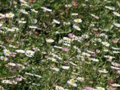 Karwinskis Feinstrahl -Angebote Wurzel Zeit Store karwinskis feinstrahl m082923 w 3