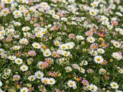 Karwinskis Feinstrahl -Angebote Wurzel Zeit Store karwinskis feinstrahl m082923 w 4