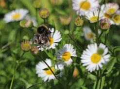 Karwinskis Feinstrahl -Angebote Wurzel Zeit Store karwinskis feinstrahl m082923 w 7