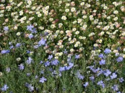 Karwinskis Feinstrahl -Angebote Wurzel Zeit Store karwinskis feinstrahl m082923 w 9