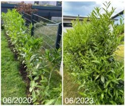 Kirschlorbeer / Lorbeerkirsche 'Caucasica' -Angebote Wurzel Zeit Store kirschlorbeer lorbeerkirsche caucasica m002172 1027025 0