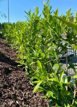 Kirschlorbeer / Lorbeerkirsche 'Caucasica' -Angebote Wurzel Zeit Store kirschlorbeer lorbeerkirsche caucasica m002172 1027025 0