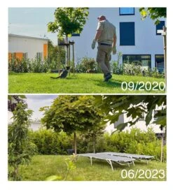 Kirschlorbeer / Lorbeerkirsche 'Caucasica' -Angebote Wurzel Zeit Store kirschlorbeer lorbeerkirsche caucasica m002172 1027025 1