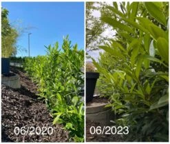 Kirschlorbeer / Lorbeerkirsche 'Caucasica' -Angebote Wurzel Zeit Store kirschlorbeer lorbeerkirsche caucasica m002172 1027025 2