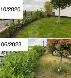 Kirschlorbeer / Lorbeerkirsche 'Caucasica' -Angebote Wurzel Zeit Store kirschlorbeer lorbeerkirsche caucasica m002172 1027025 3