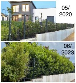 Kirschlorbeer / Lorbeerkirsche 'Caucasica' -Angebote Wurzel Zeit Store kirschlorbeer lorbeerkirsche caucasica m002172 1027025 4