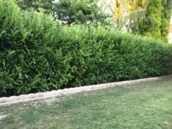 Kirschlorbeer / Lorbeerkirsche 'Caucasica' -Angebote Wurzel Zeit Store kirschlorbeer lorbeerkirsche caucasica m002172 401538 0