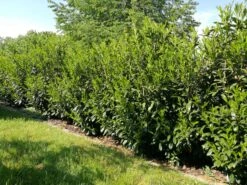 Kirschlorbeer / Lorbeerkirsche 'Caucasica' -Angebote Wurzel Zeit Store kirschlorbeer lorbeerkirsche caucasica m002172 581855 0