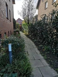 Kirschlorbeer / Lorbeerkirsche 'Caucasica' -Angebote Wurzel Zeit Store kirschlorbeer lorbeerkirsche caucasica m002172 946494 0