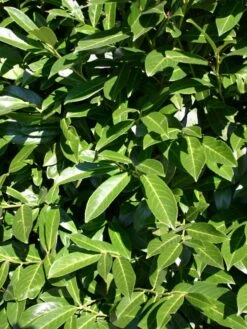 Kirschlorbeer / Lorbeerkirsche 'Caucasica' -Angebote Wurzel Zeit Store kirschlorbeer lorbeerkirsche caucasica m002172 w 1