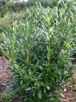 Kirschlorbeer / Lorbeerkirsche 'Caucasica' -Angebote Wurzel Zeit Store kirschlorbeer lorbeerkirsche caucasica m002172 w 2