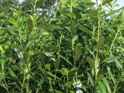 Kirschlorbeer / Lorbeerkirsche 'Caucasica' -Angebote Wurzel Zeit Store kirschlorbeer lorbeerkirsche caucasica m002172 w 4