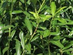 Kirschlorbeer / Lorbeerkirsche 'Caucasica' -Angebote Wurzel Zeit Store kirschlorbeer lorbeerkirsche caucasica m002172 w 5