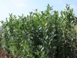 Kirschlorbeer / Lorbeerkirsche 'Caucasica' -Angebote Wurzel Zeit Store kirschlorbeer lorbeerkirsche caucasica m002172 w 6