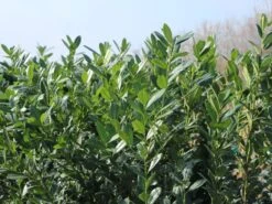 Kirschlorbeer / Lorbeerkirsche 'Caucasica' -Angebote Wurzel Zeit Store kirschlorbeer lorbeerkirsche caucasica m002172 w 7