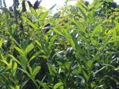 Kirschlorbeer / Lorbeerkirsche 'Caucasica' -Angebote Wurzel Zeit Store kirschlorbeer lorbeerkirsche caucasica m002172 w 8