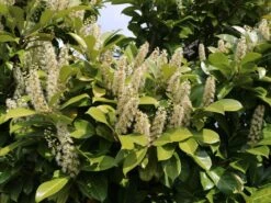 Kirschlorbeer / Lorbeerkirsche 'Caucasica' -Angebote Wurzel Zeit Store kirschlorbeer lorbeerkirsche caucasica m002172 w 9