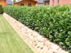 Kirschlorbeer / Lorbeerkirsche 'Etna' ®