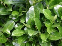 Kirschlorbeer / Lorbeerkirsche 'Etna' ® -Angebote Wurzel Zeit Store kirschlorbeer lorbeerkirsche etna m004352 w 0