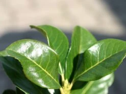 Kirschlorbeer / Lorbeerkirsche 'Etna' ® -Angebote Wurzel Zeit Store kirschlorbeer lorbeerkirsche etna m004352 w 1