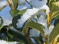 Kirschlorbeer / Lorbeerkirsche 'Etna' ® -Angebote Wurzel Zeit Store kirschlorbeer lorbeerkirsche etna m004352 w 5