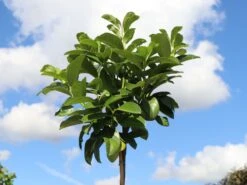 Kirschlorbeer / Lorbeerkirsche 'Etna' ® -Angebote Wurzel Zeit Store kirschlorbeer lorbeerkirsche etna m004352 w 6